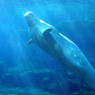 Beluga whale